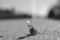 /album/fotogaleria/dsc-0011-jpg/